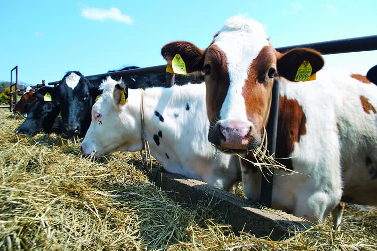 能登半島の”限定酪農家生乳”