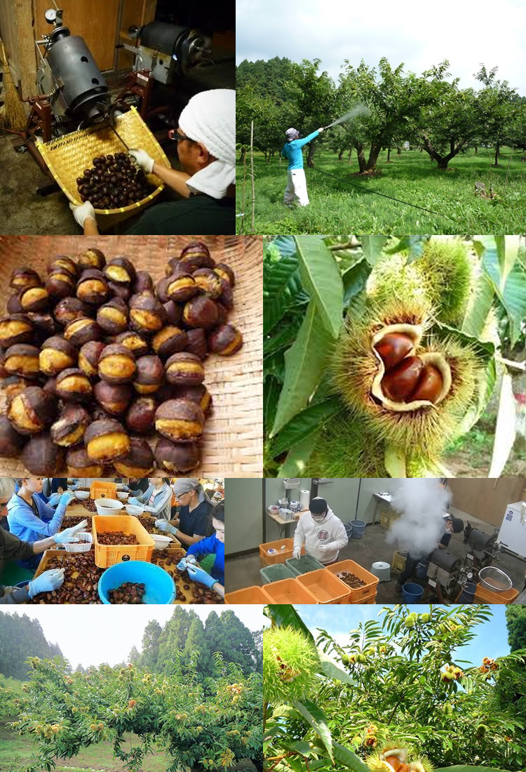 能登焼き栗プレミアム